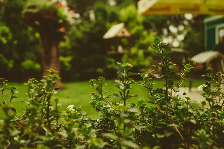 moet je een huis kopen met een op het oosten gerichte tuin groot